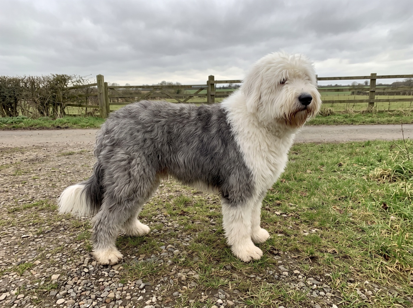 Old English Sheepdog