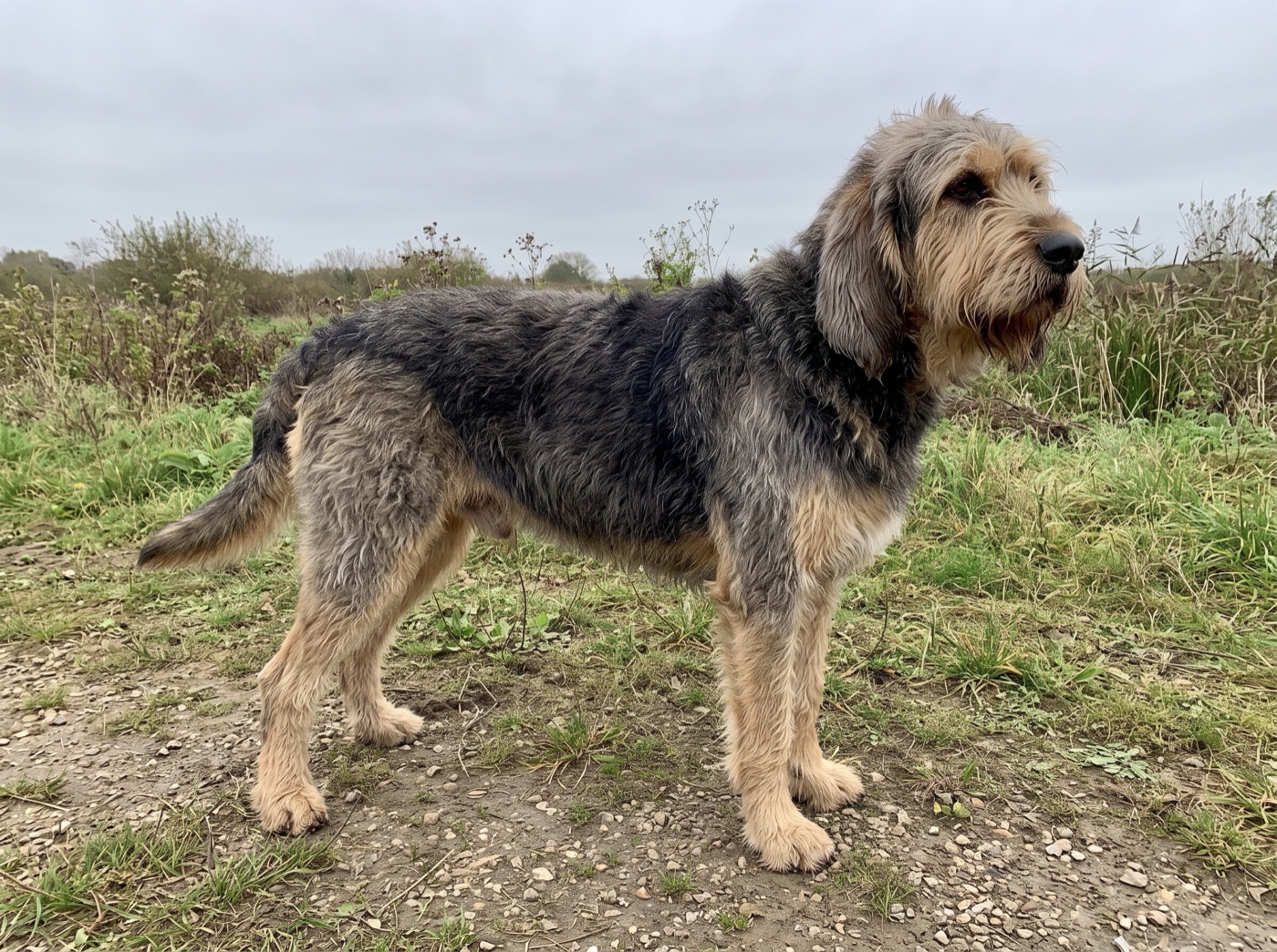 Otterhound