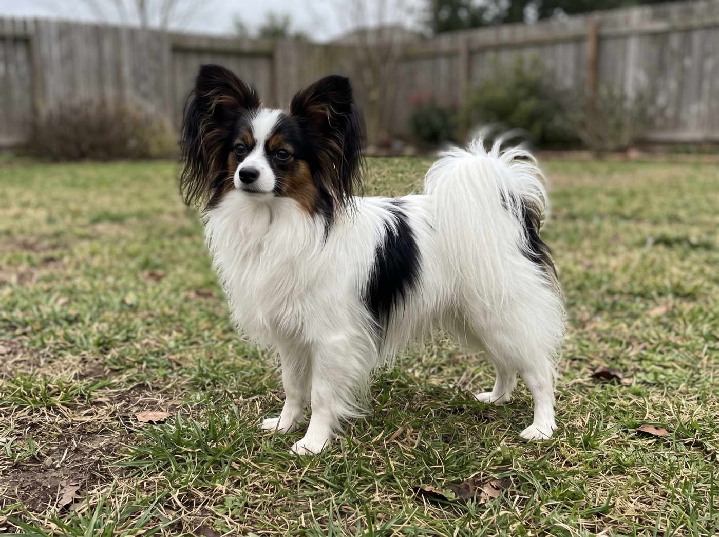 Papillon