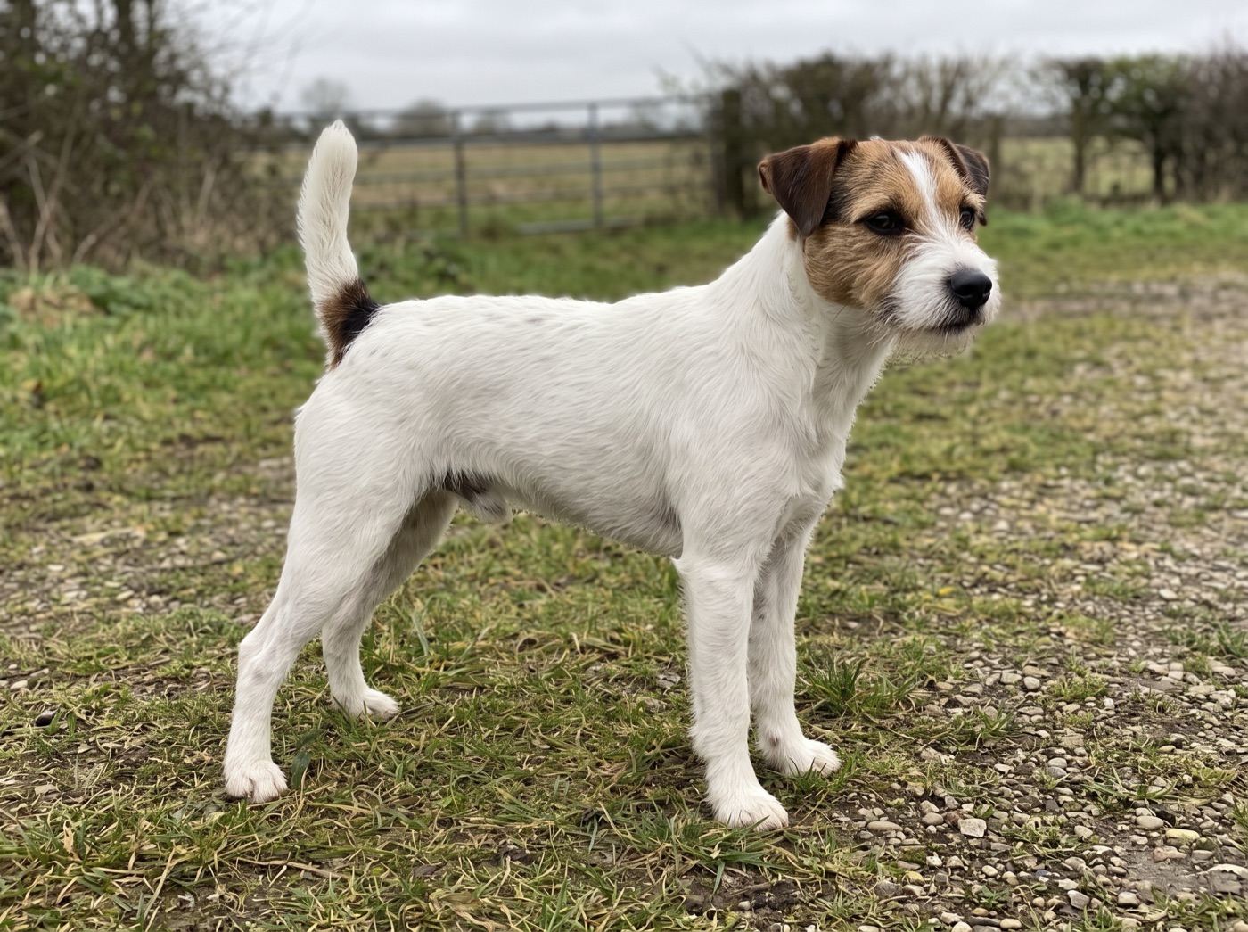 Parson Russell Terrier