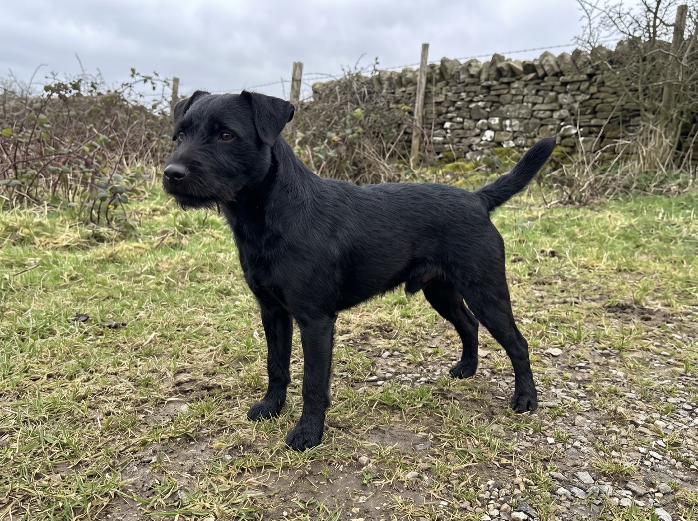 Patterdale Terrier