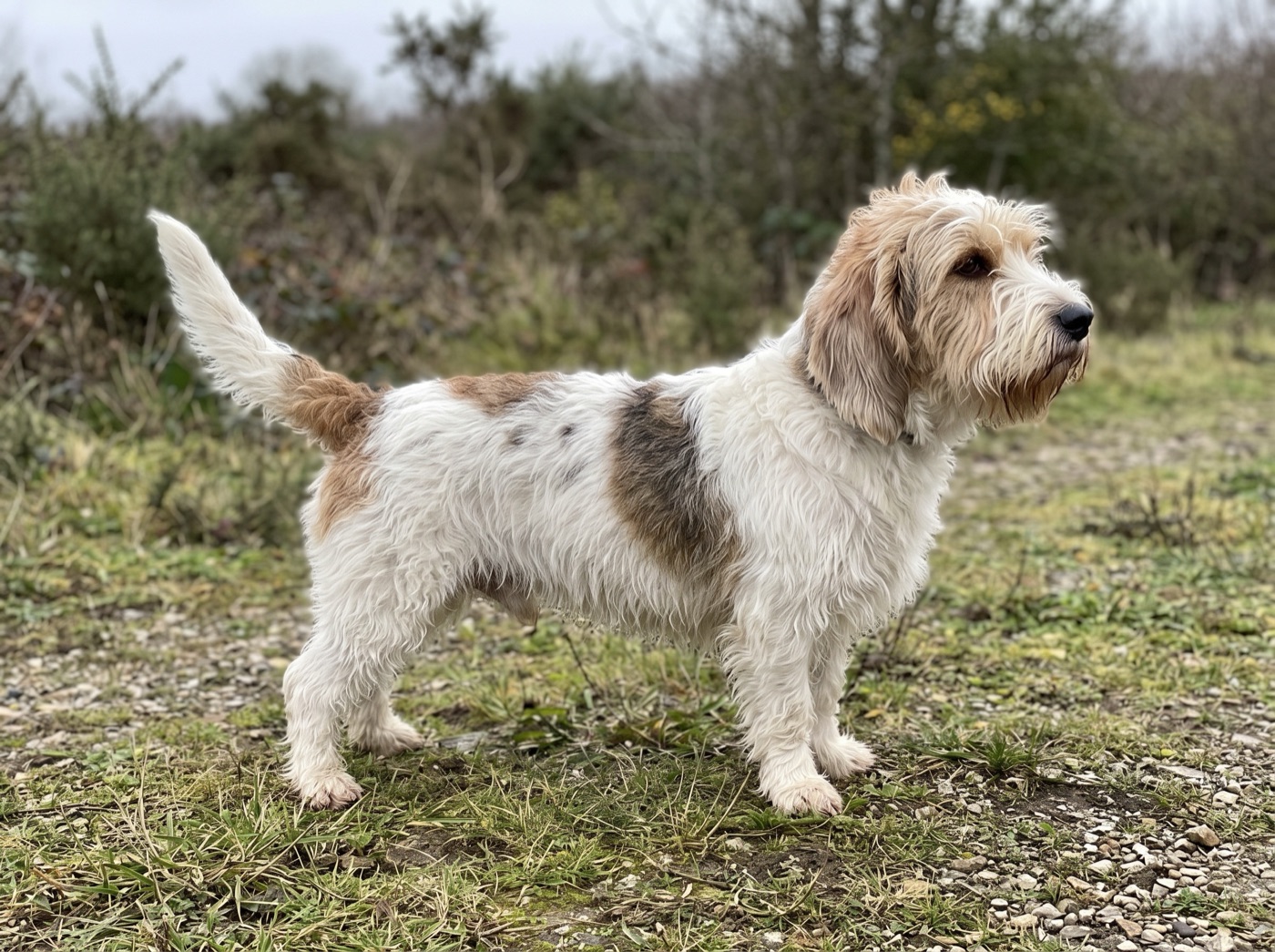 Petit Basset Griffon Vendeen