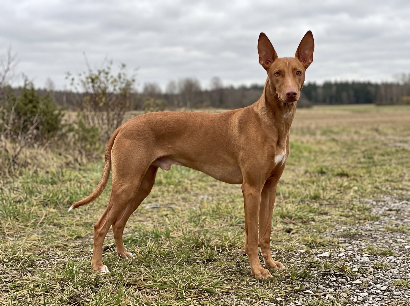 Pharaoh Hound