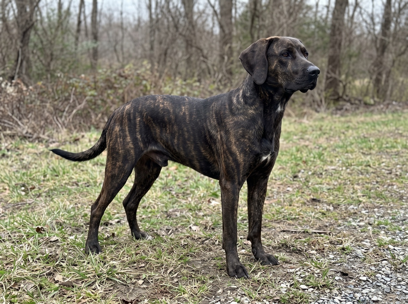 Plott Hound