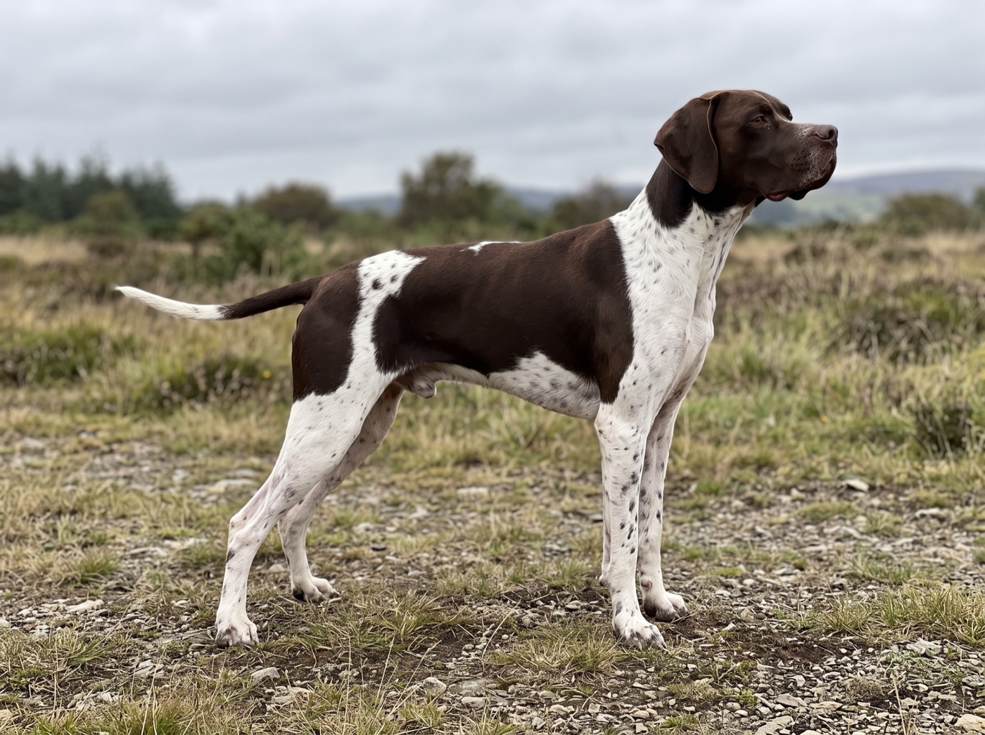 Pointer