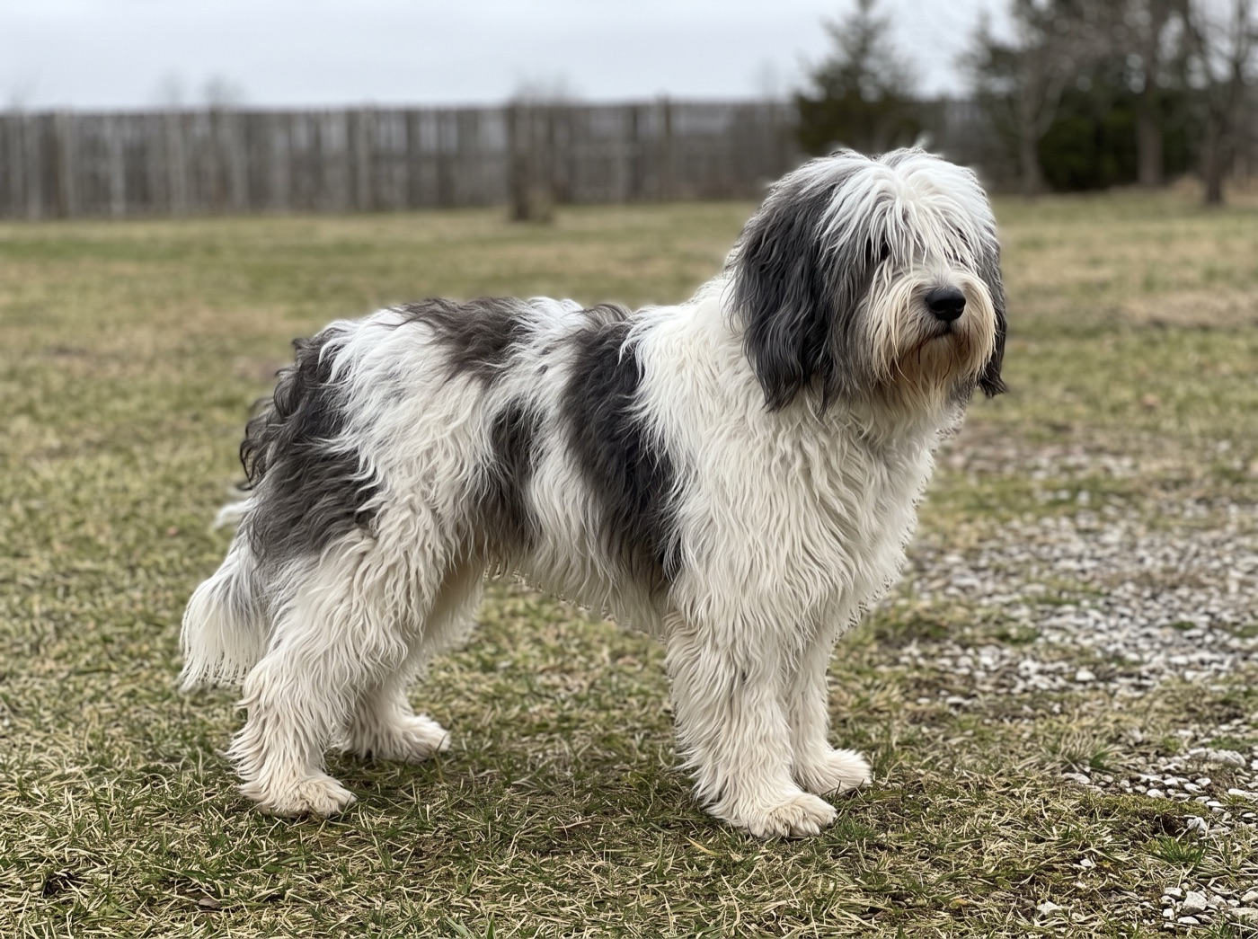 Polish Lowland Sheepdog