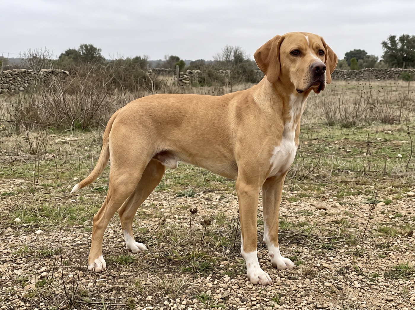 Portuguese Pointer