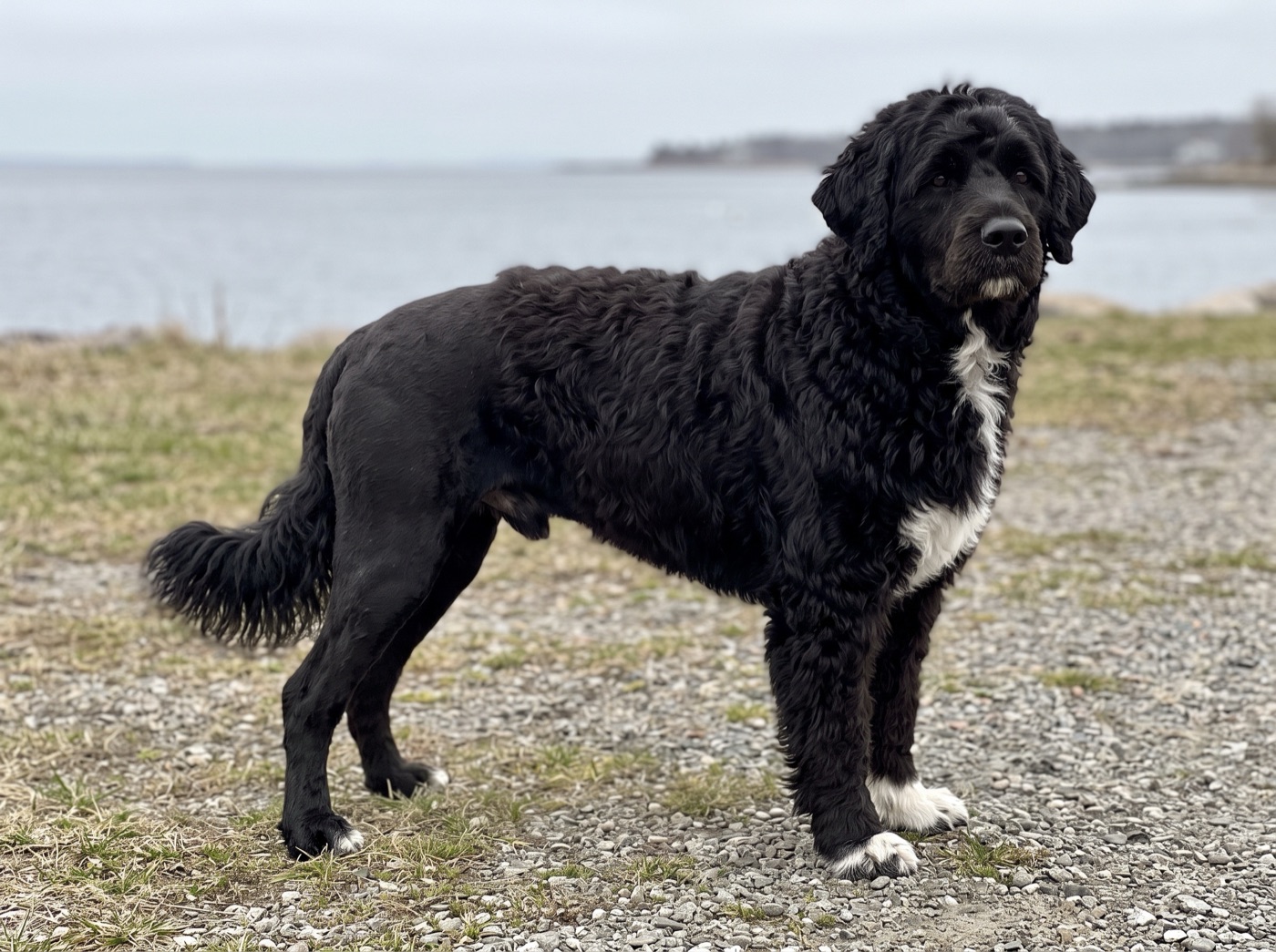 Portuguese Water Dog
