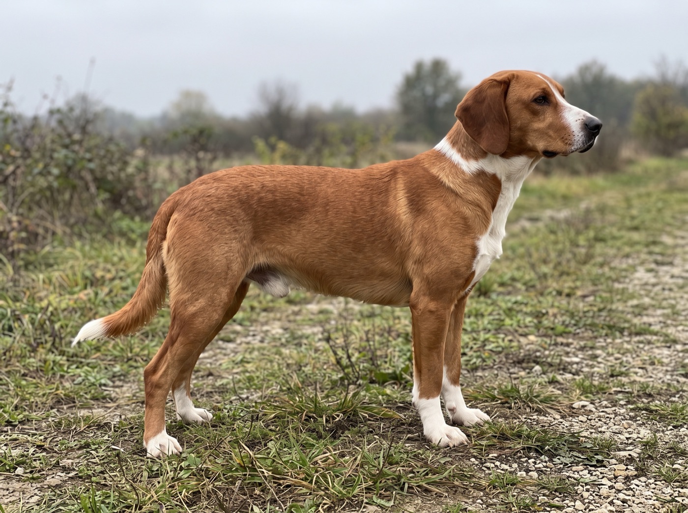 Posavaz Hound