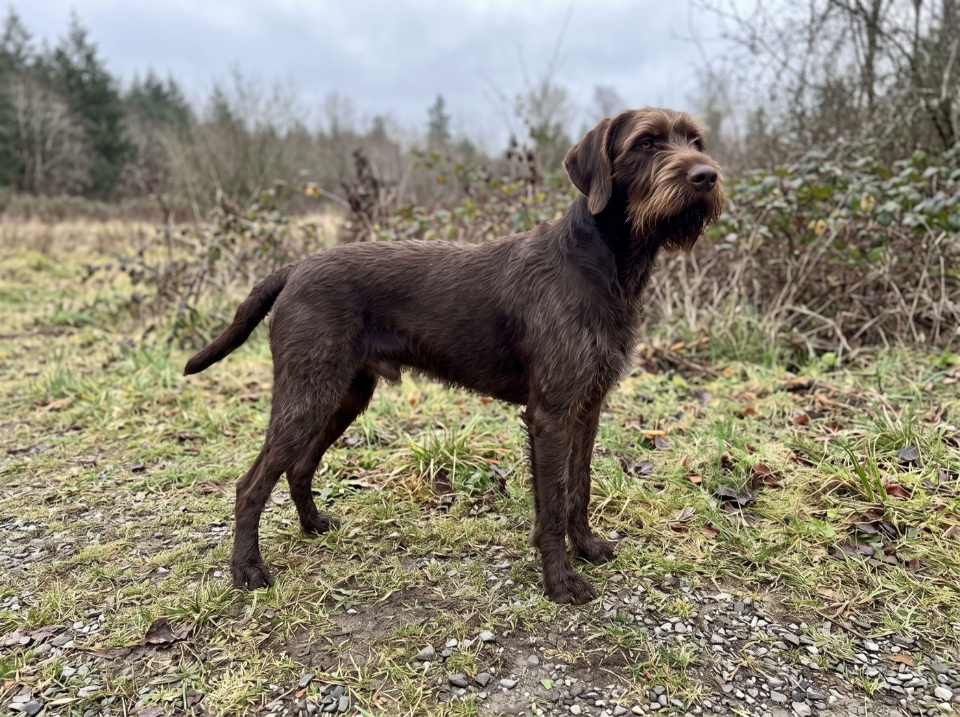Pudelpointer