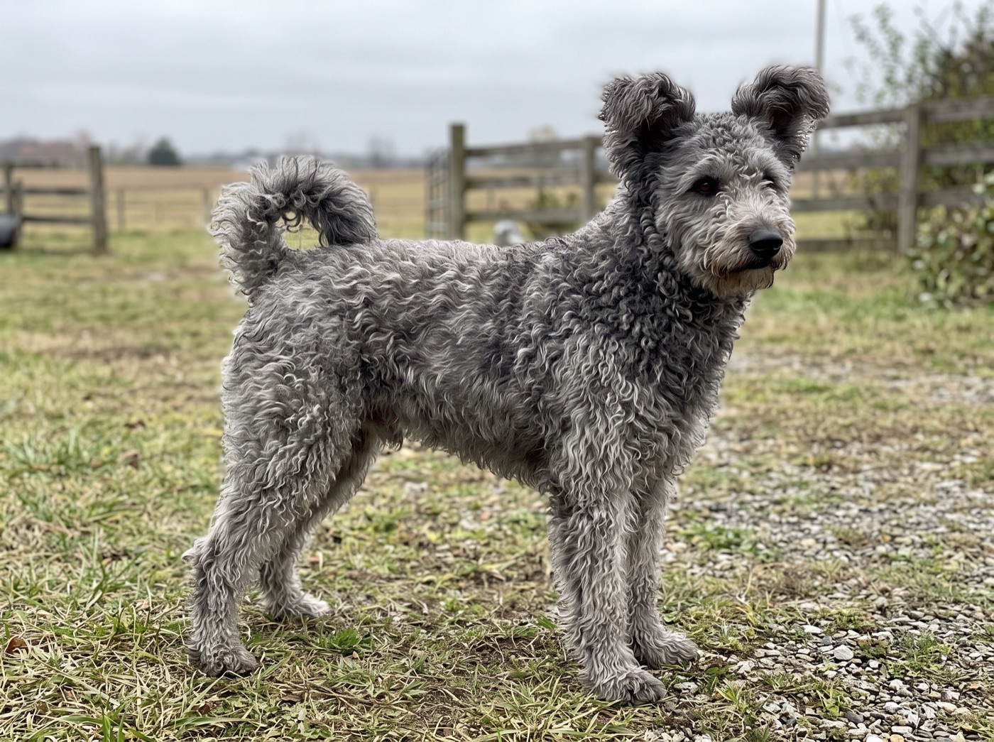 Pumi