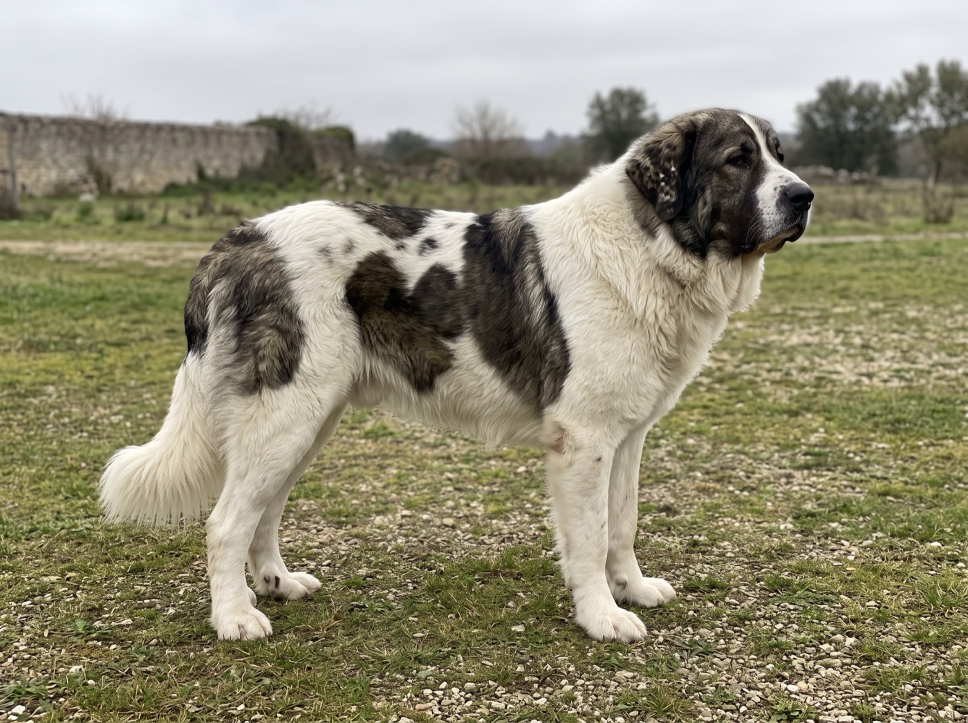 Pyrenean Mastiff