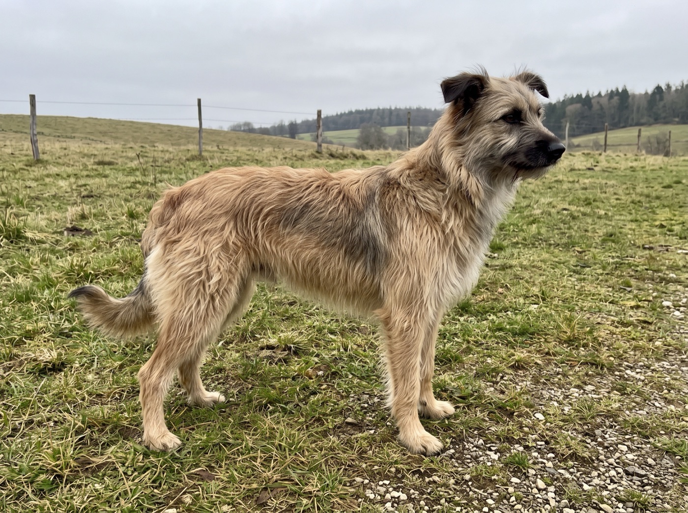 Pyrenean Shepherd