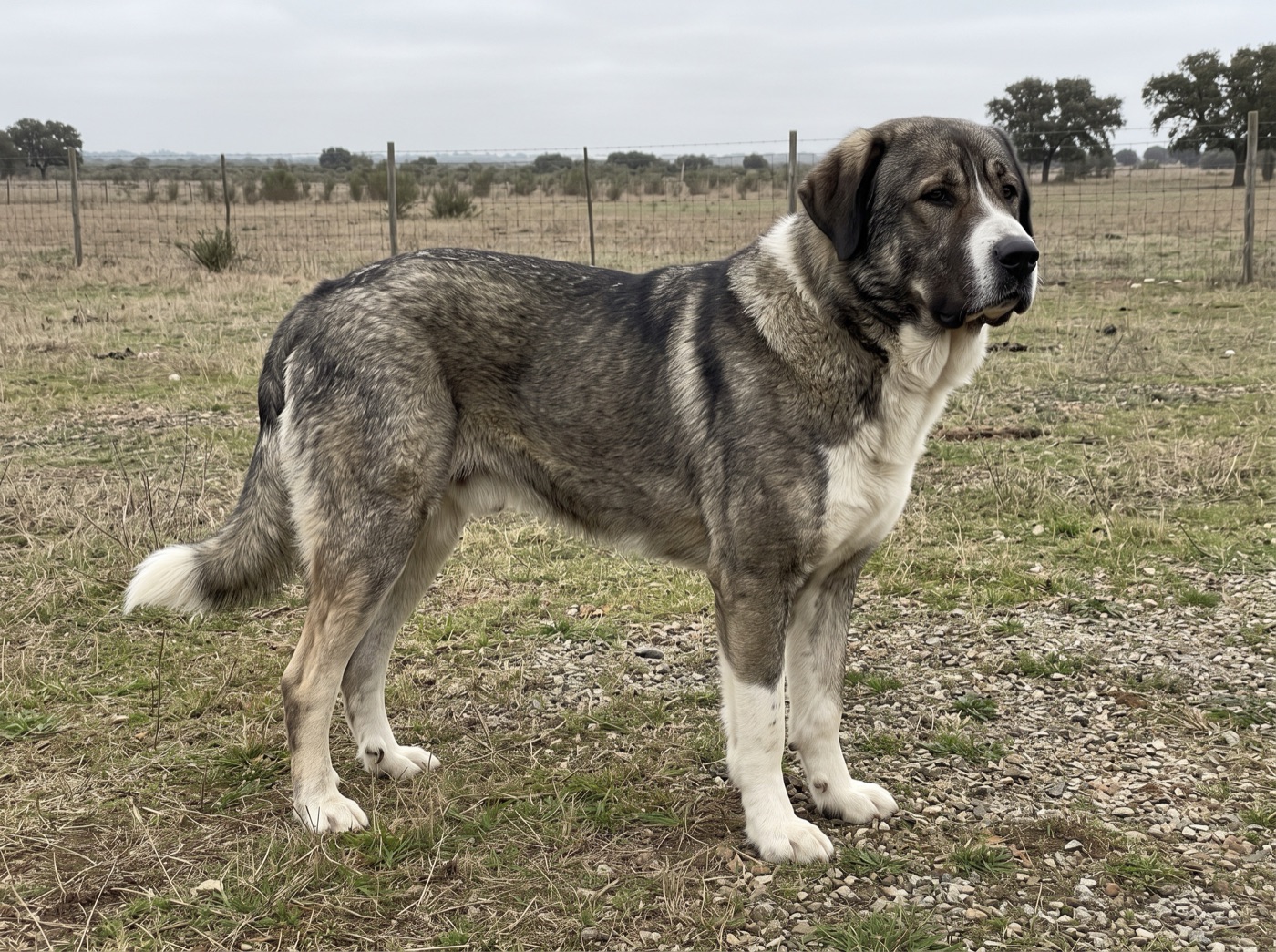 Rafeiro do Alentejo