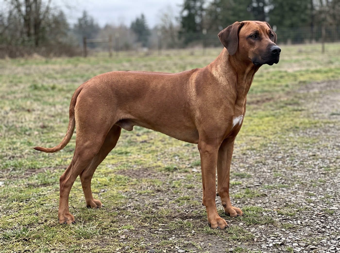 Rhodesian Ridgeback