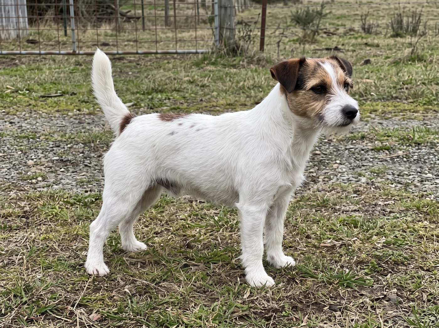 Russell Terrier