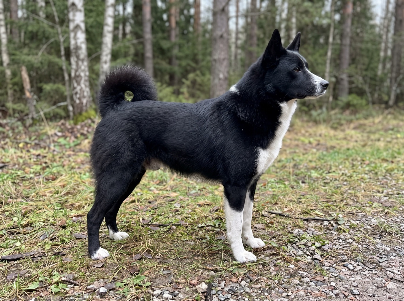 Russian-European Laika