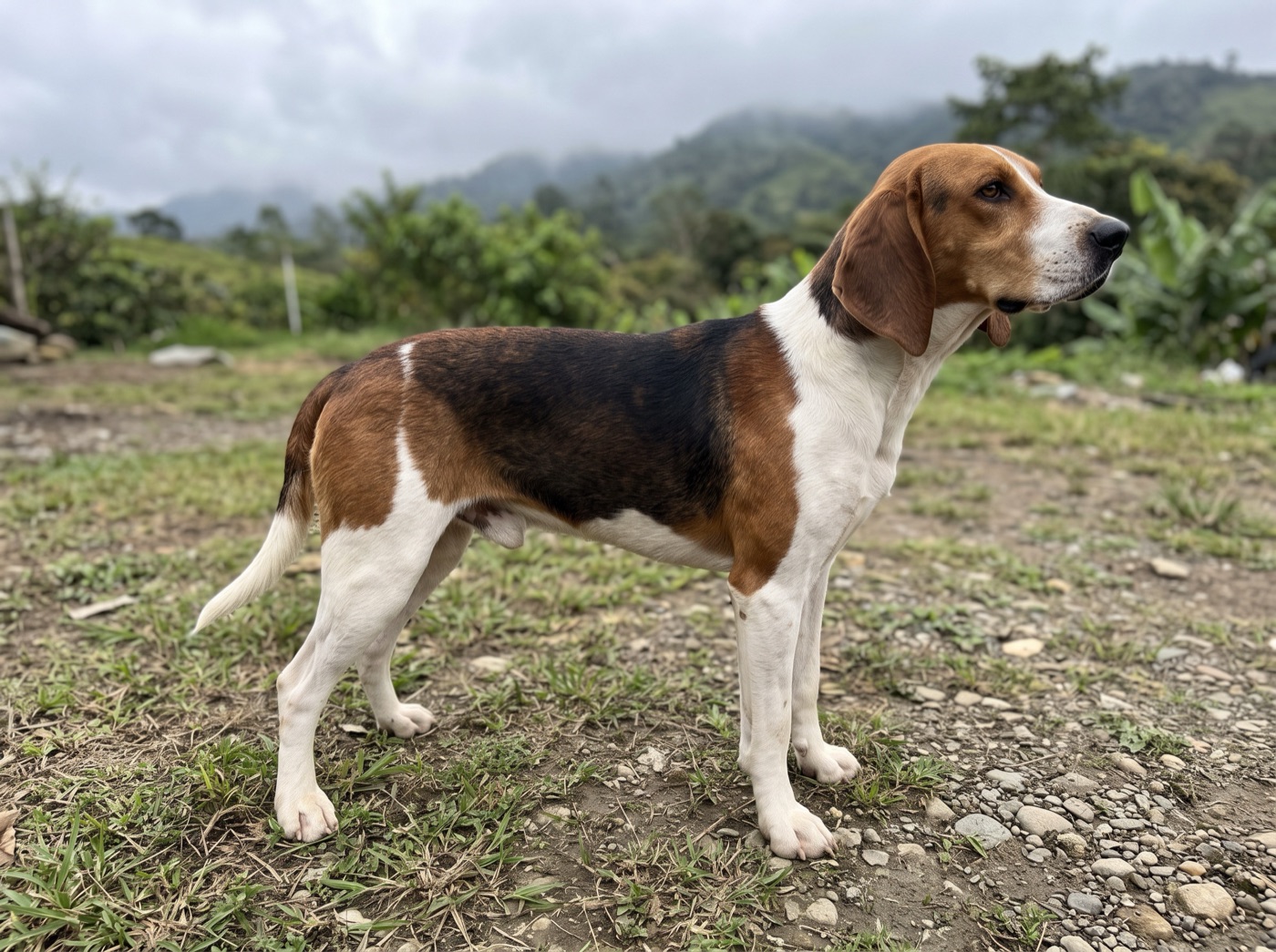 Sabueso Fino Colombiano