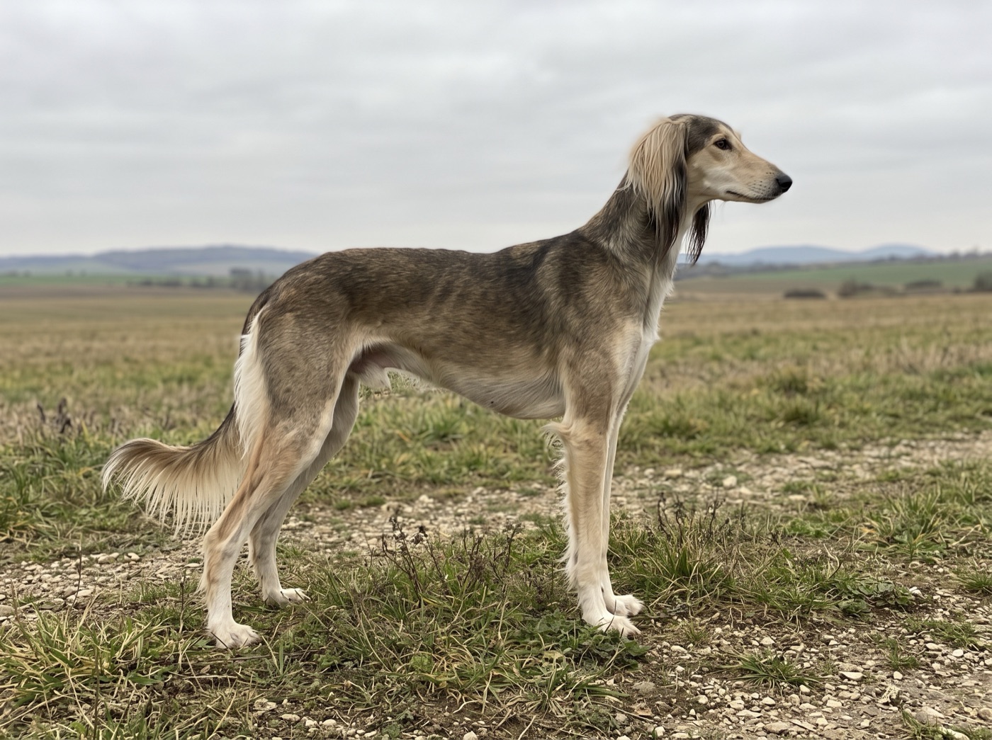 Saluki