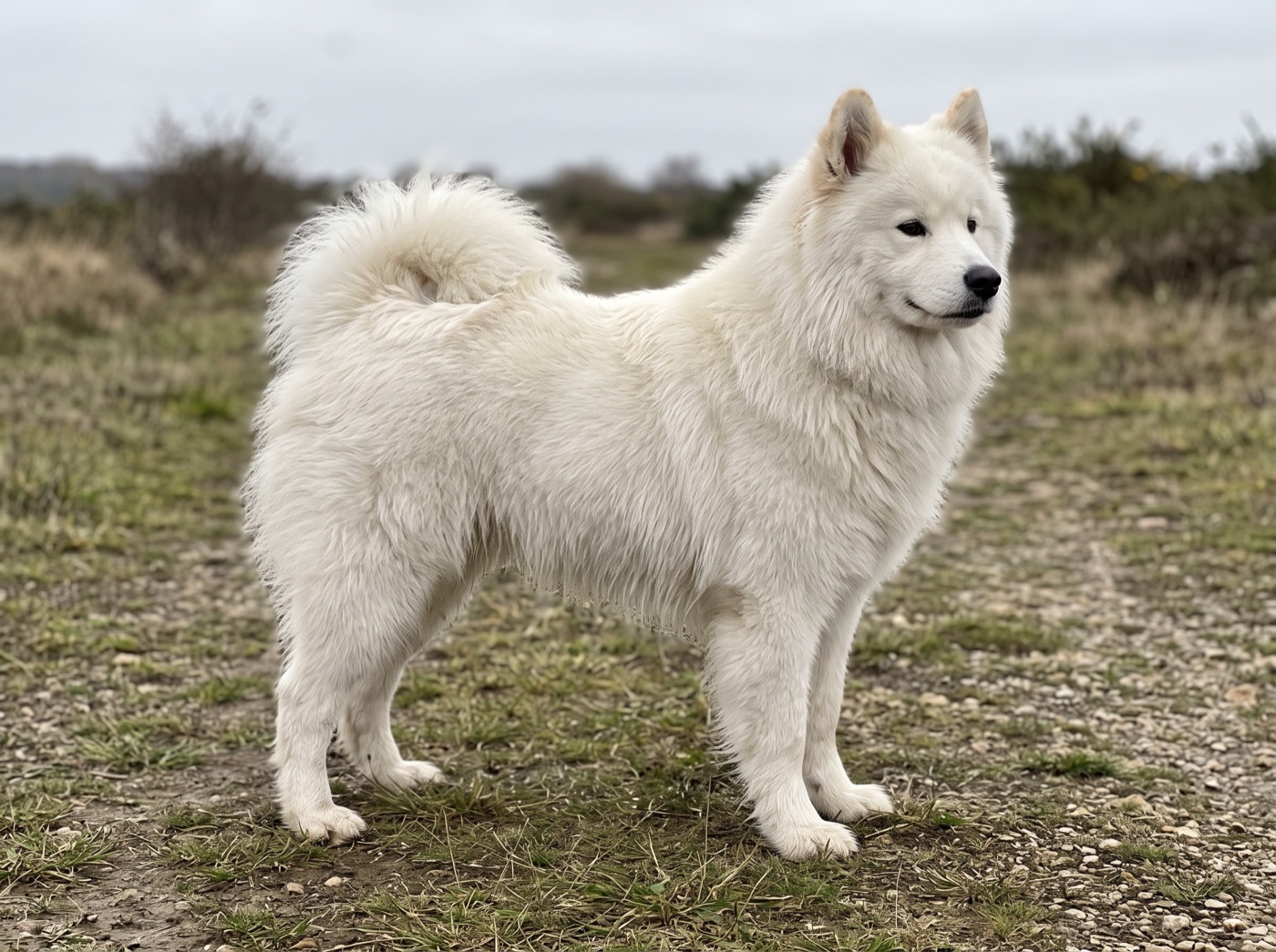 Samoyed