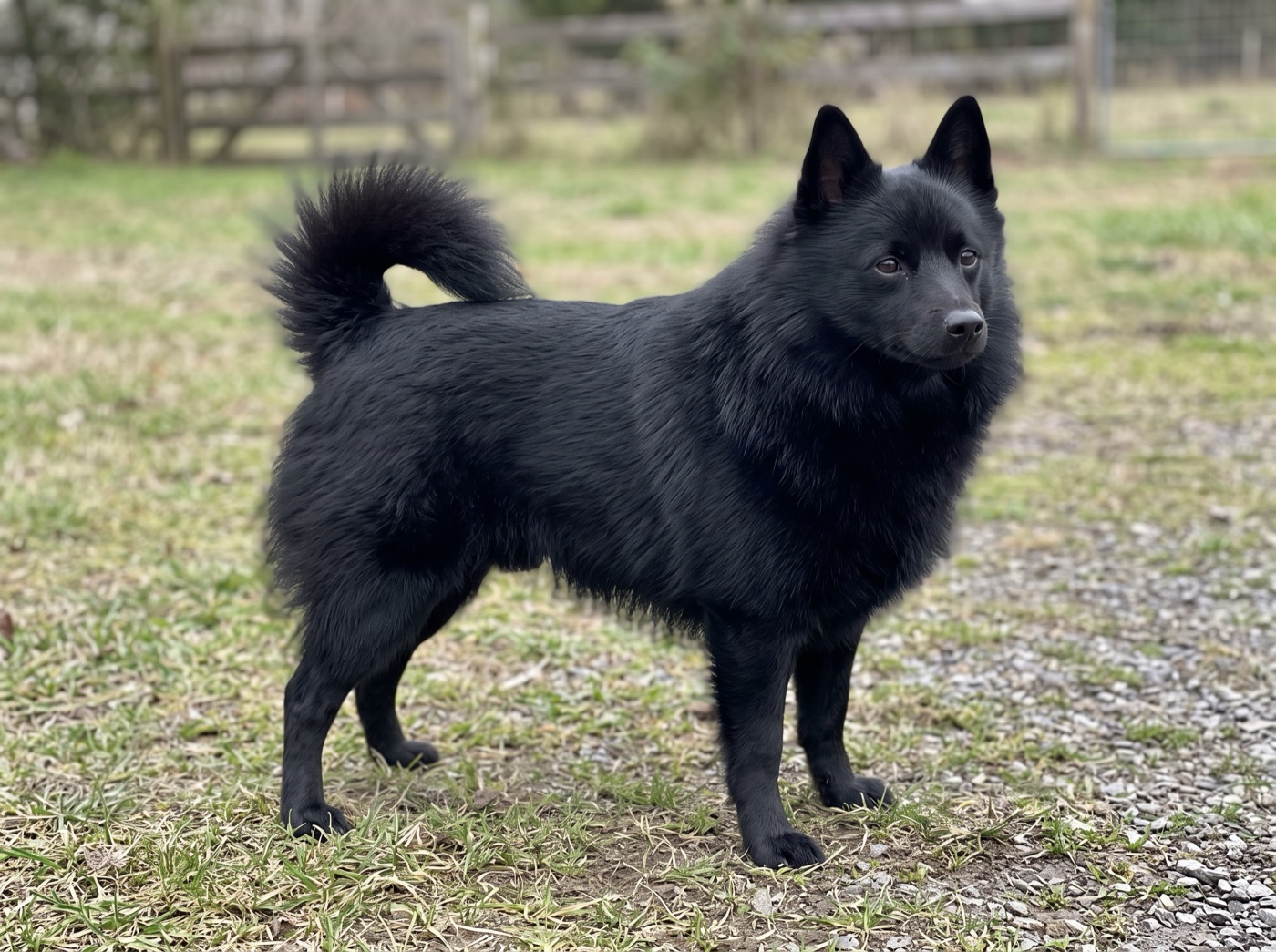 Schipperke