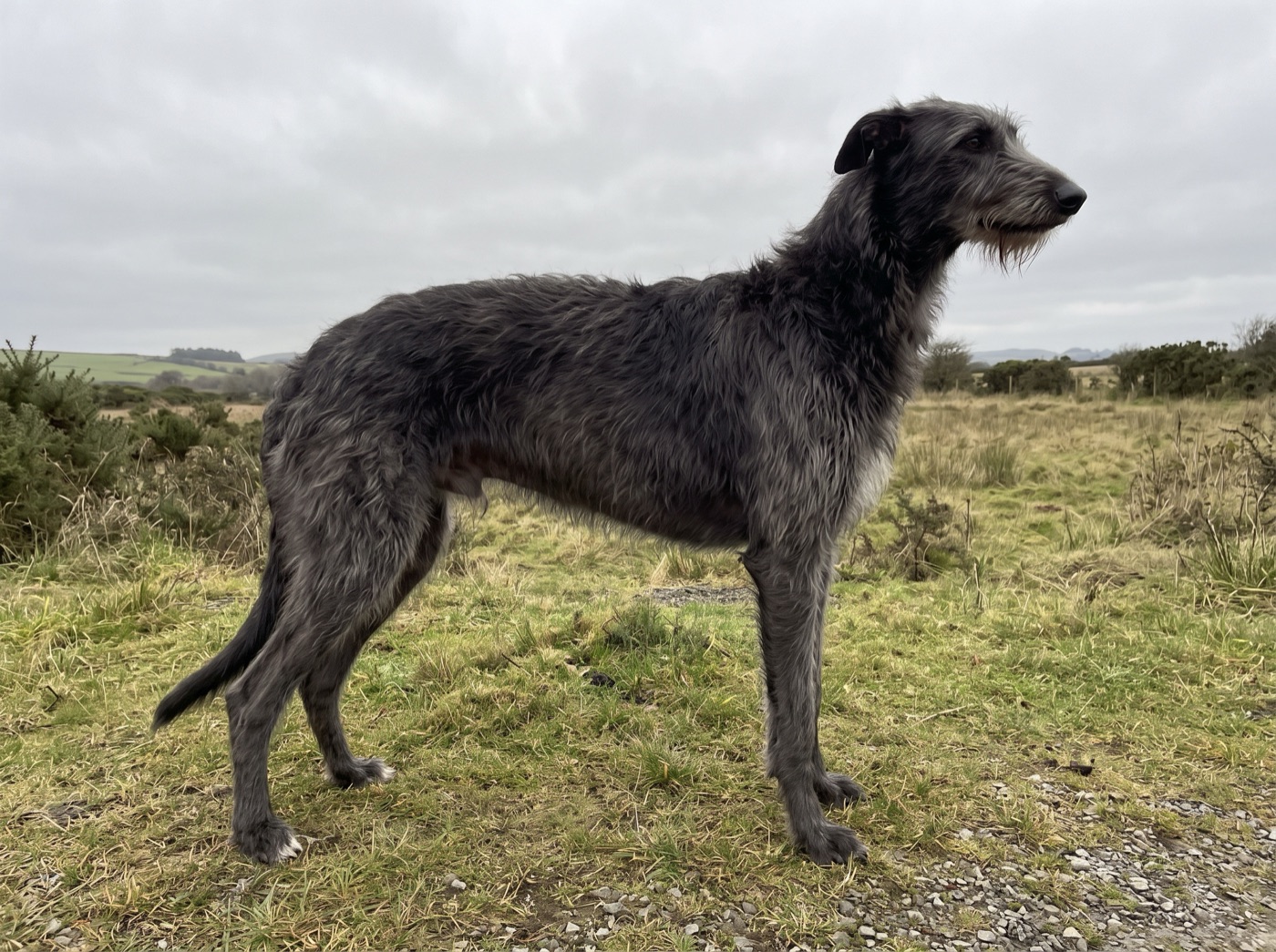Scottish Deerhound