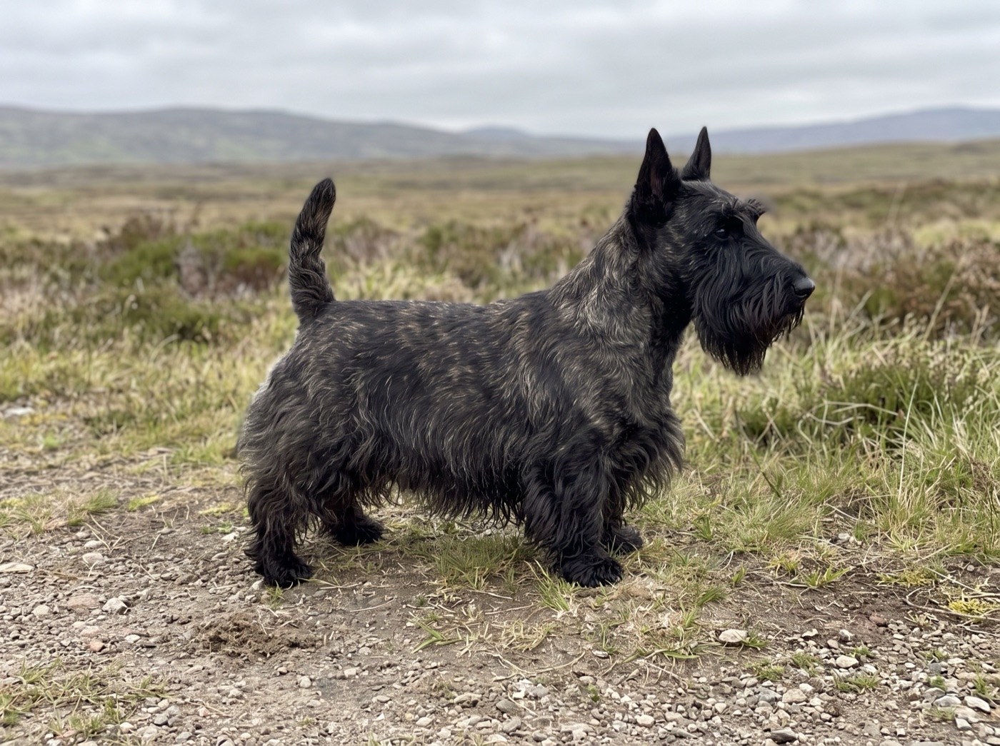 Scottish Terrier