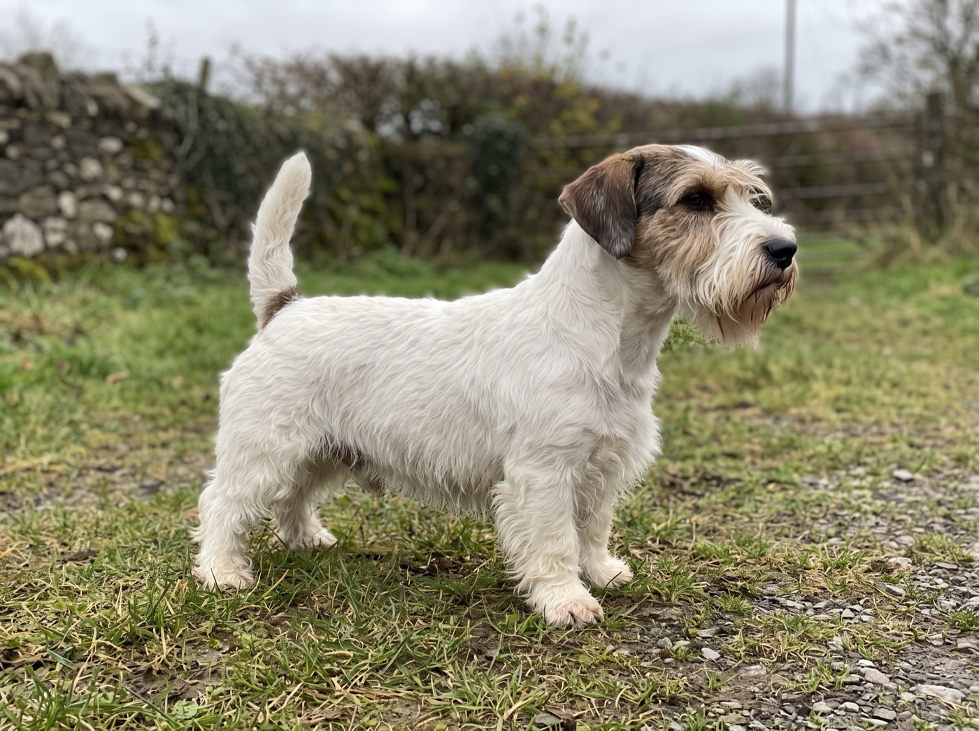 Sealyham Terrier
