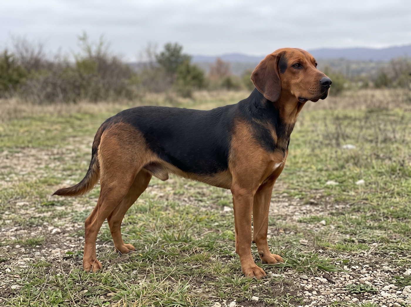 Serbian Hound