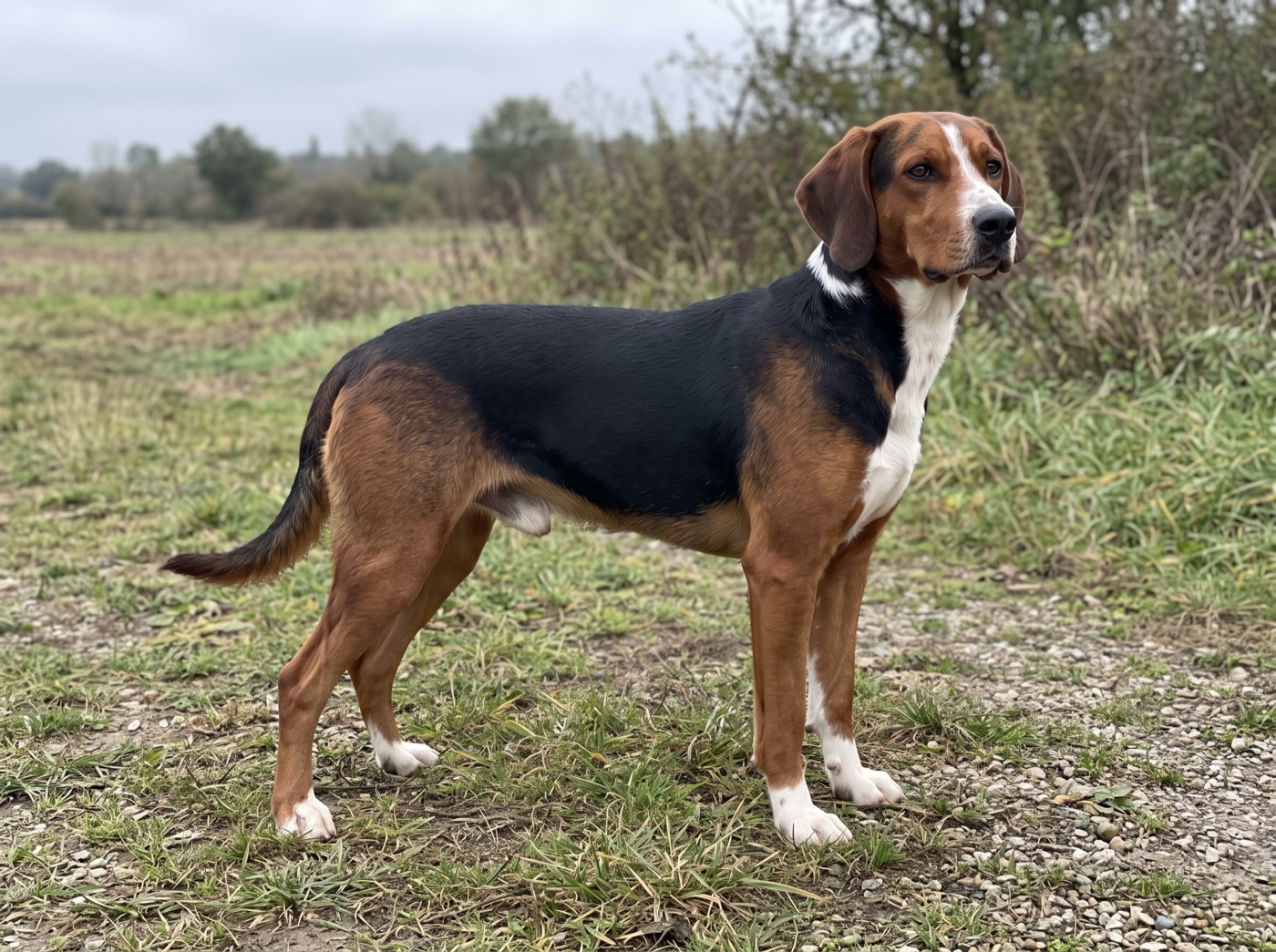 Serbian Tricolor Hound