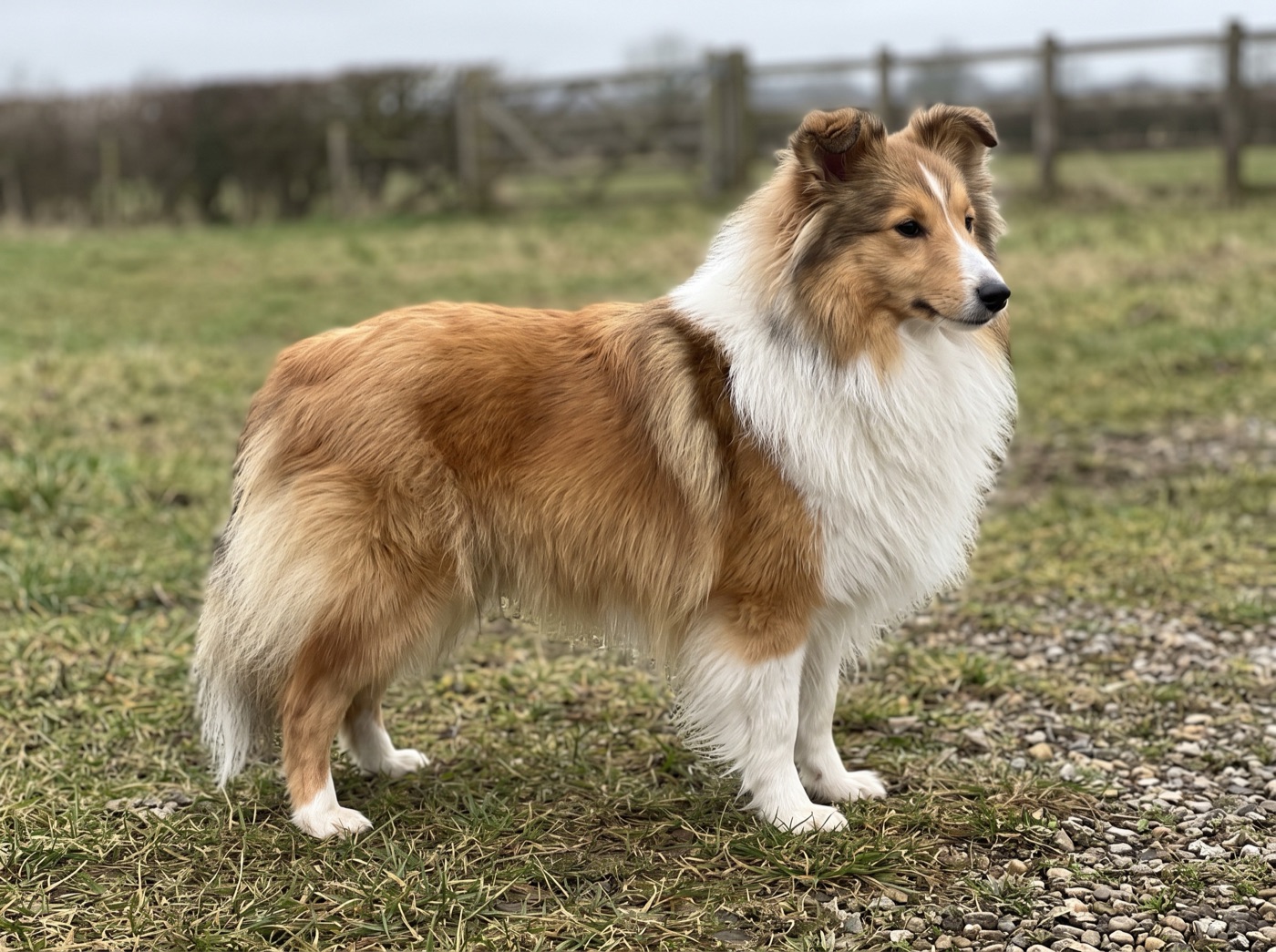 Shetland Sheepdog