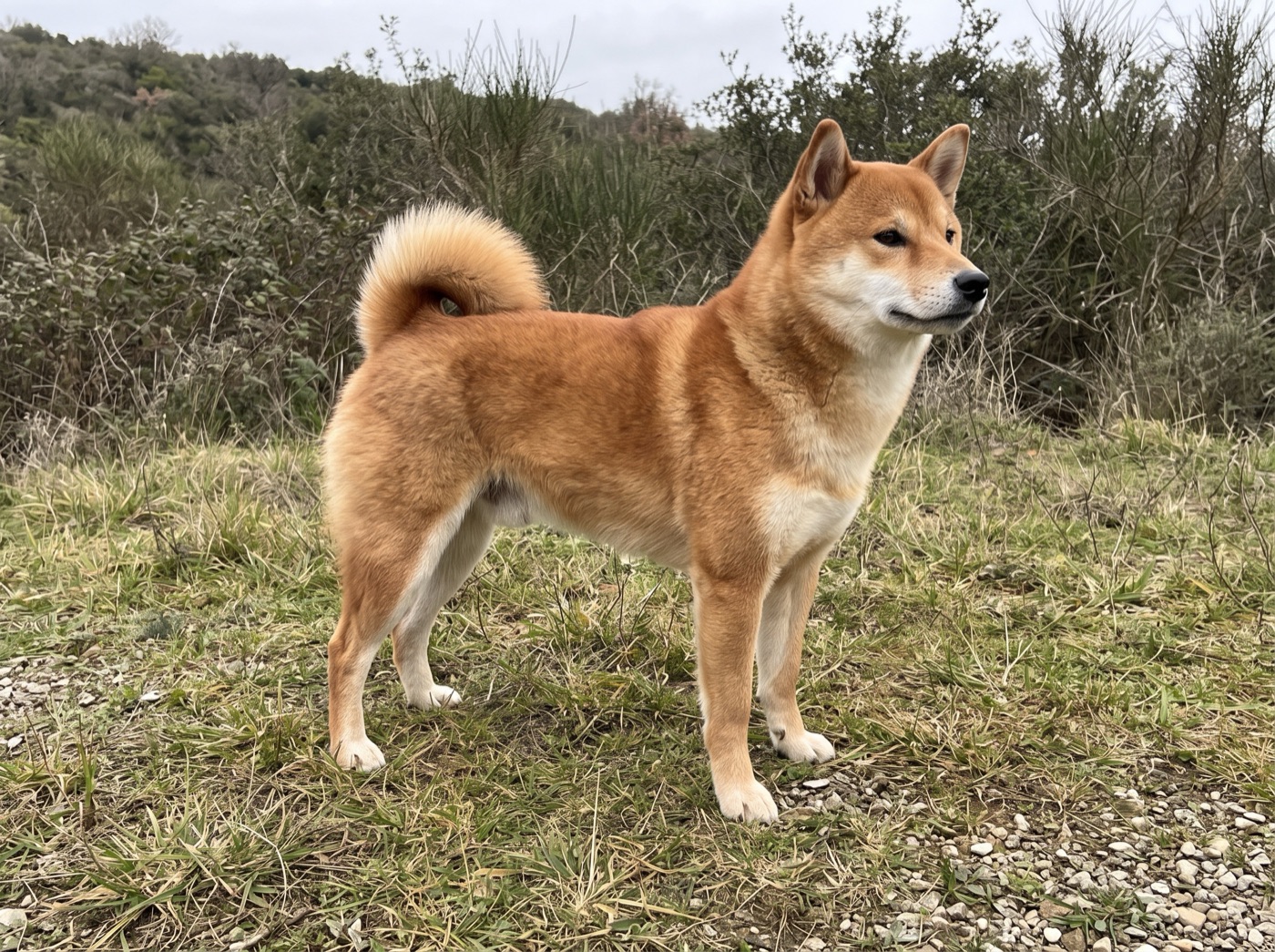 Shiba Inu