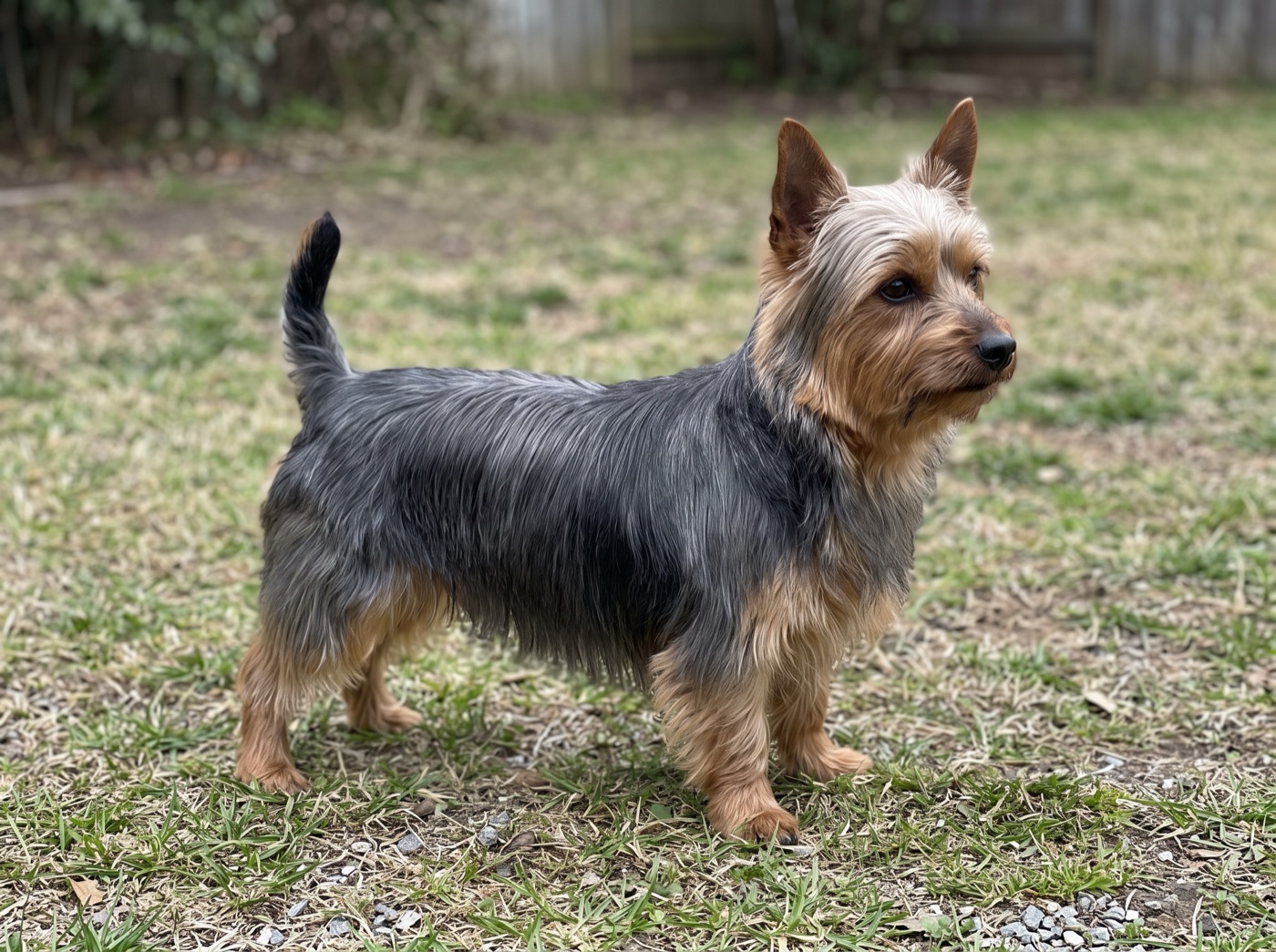Silky Terrier