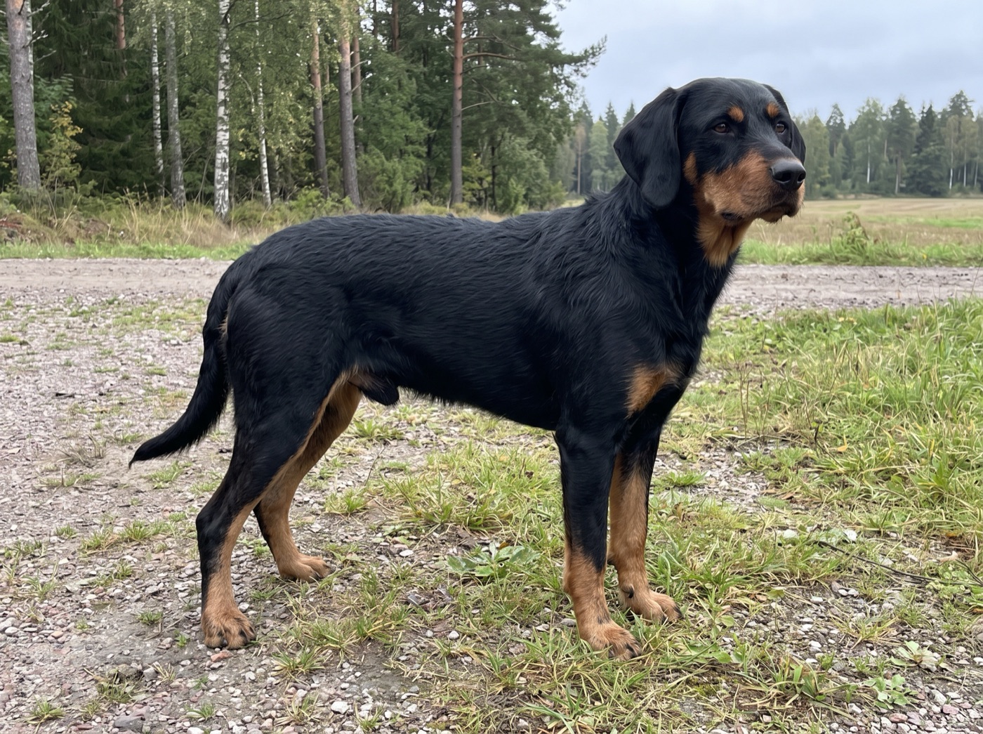 Smaland Hound