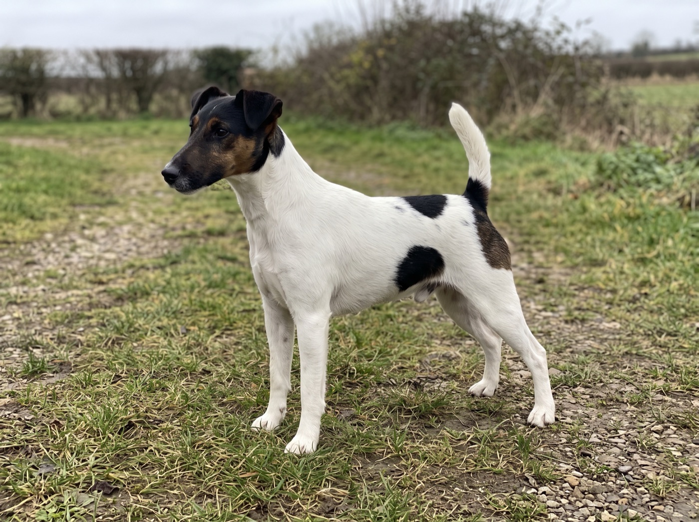 Smooth Fox Terrier