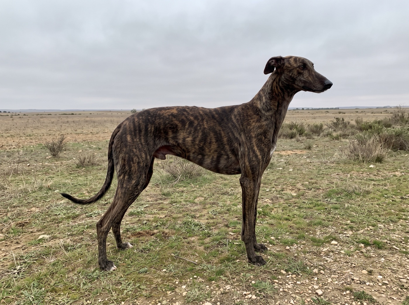 Spanish Greyhound