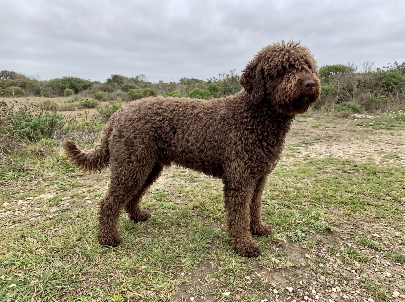Spanish Water Dog