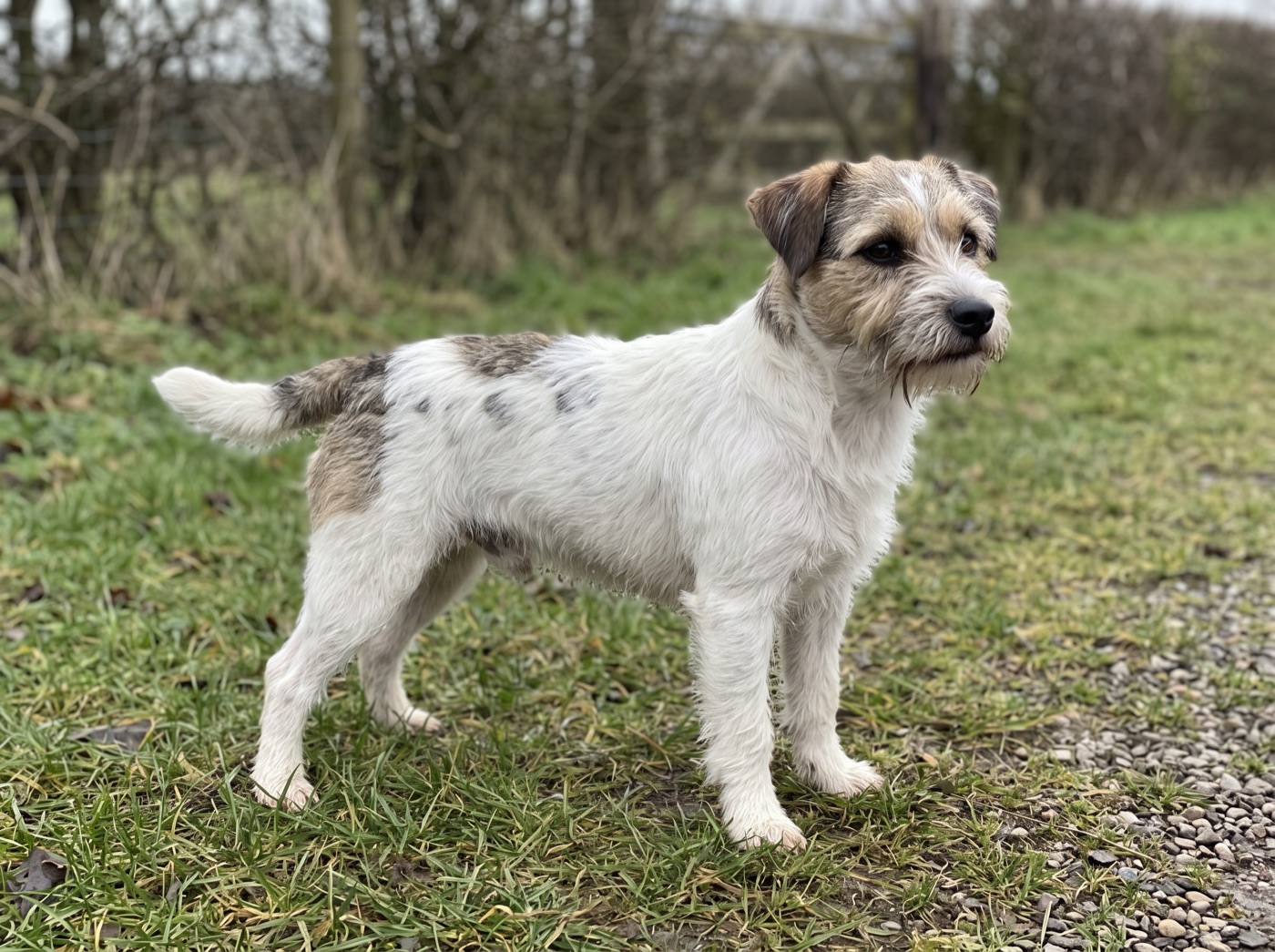 Sporting Lucas Terrier