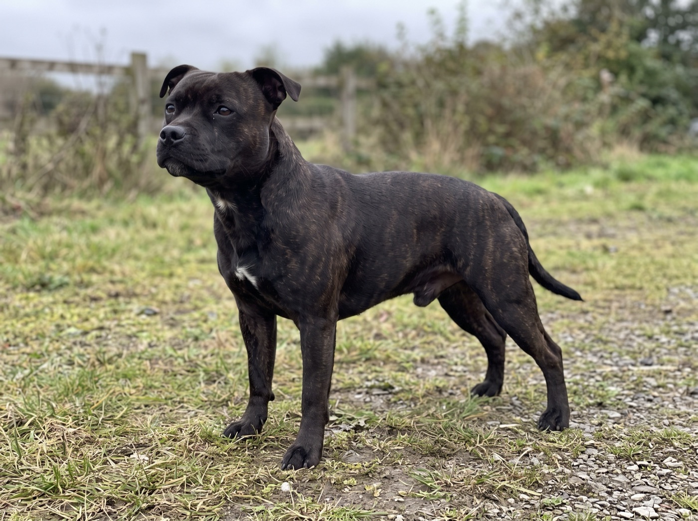 Staffordshire Bull Terrier