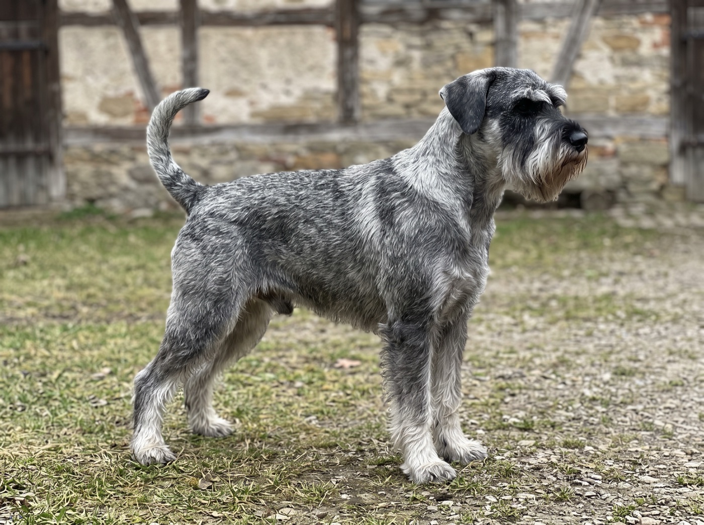 Standard Schnauzer