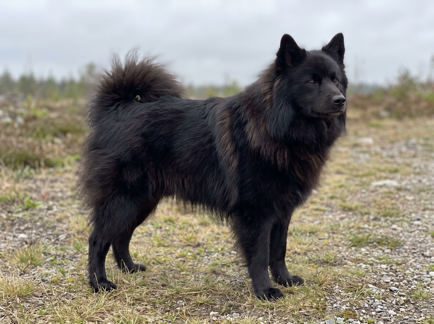Swedish Lapphund