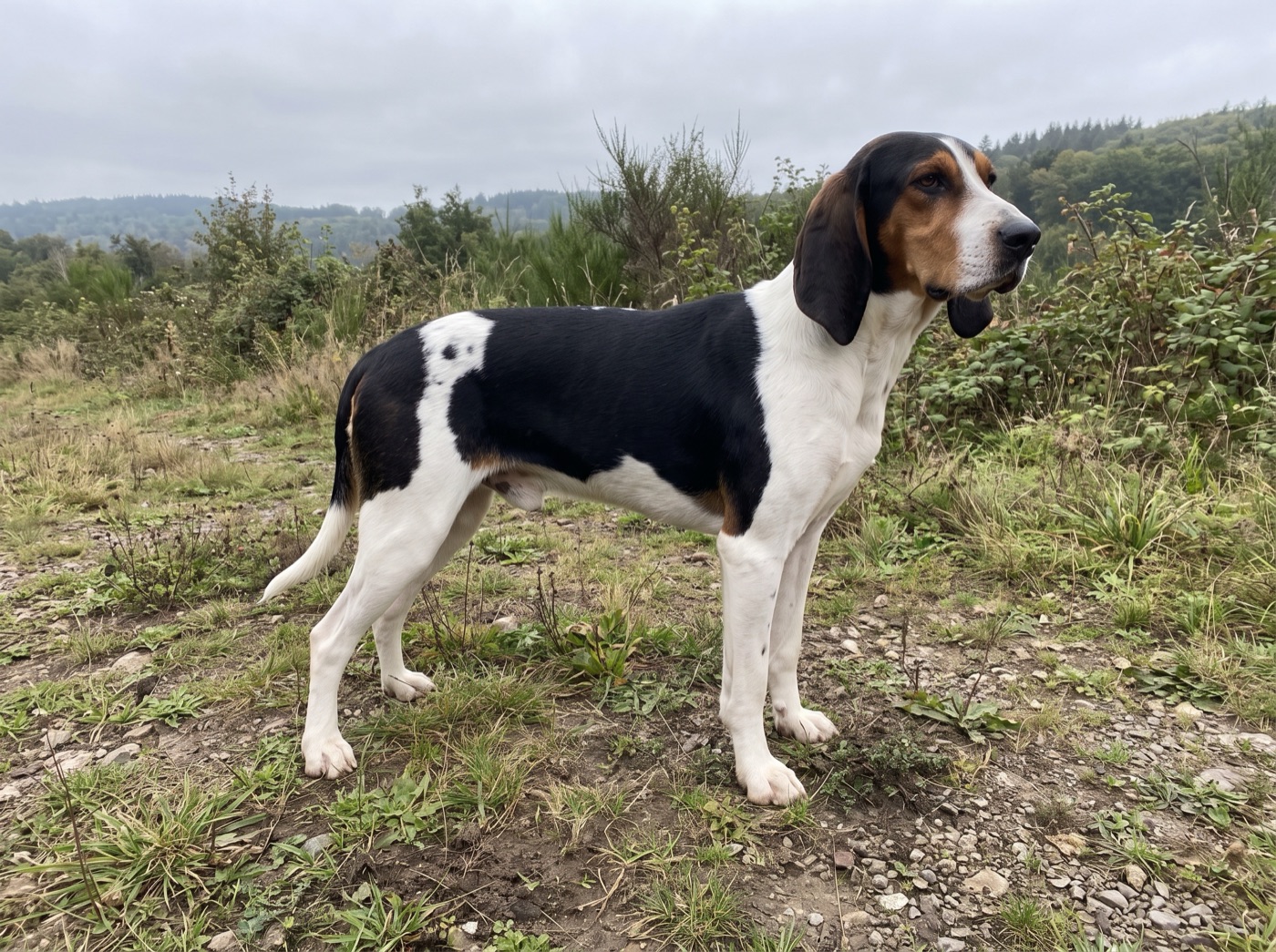 Swiss Hound