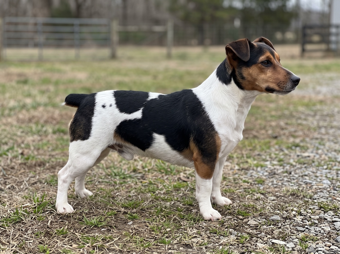 Teddy Roosevelt Terrier
