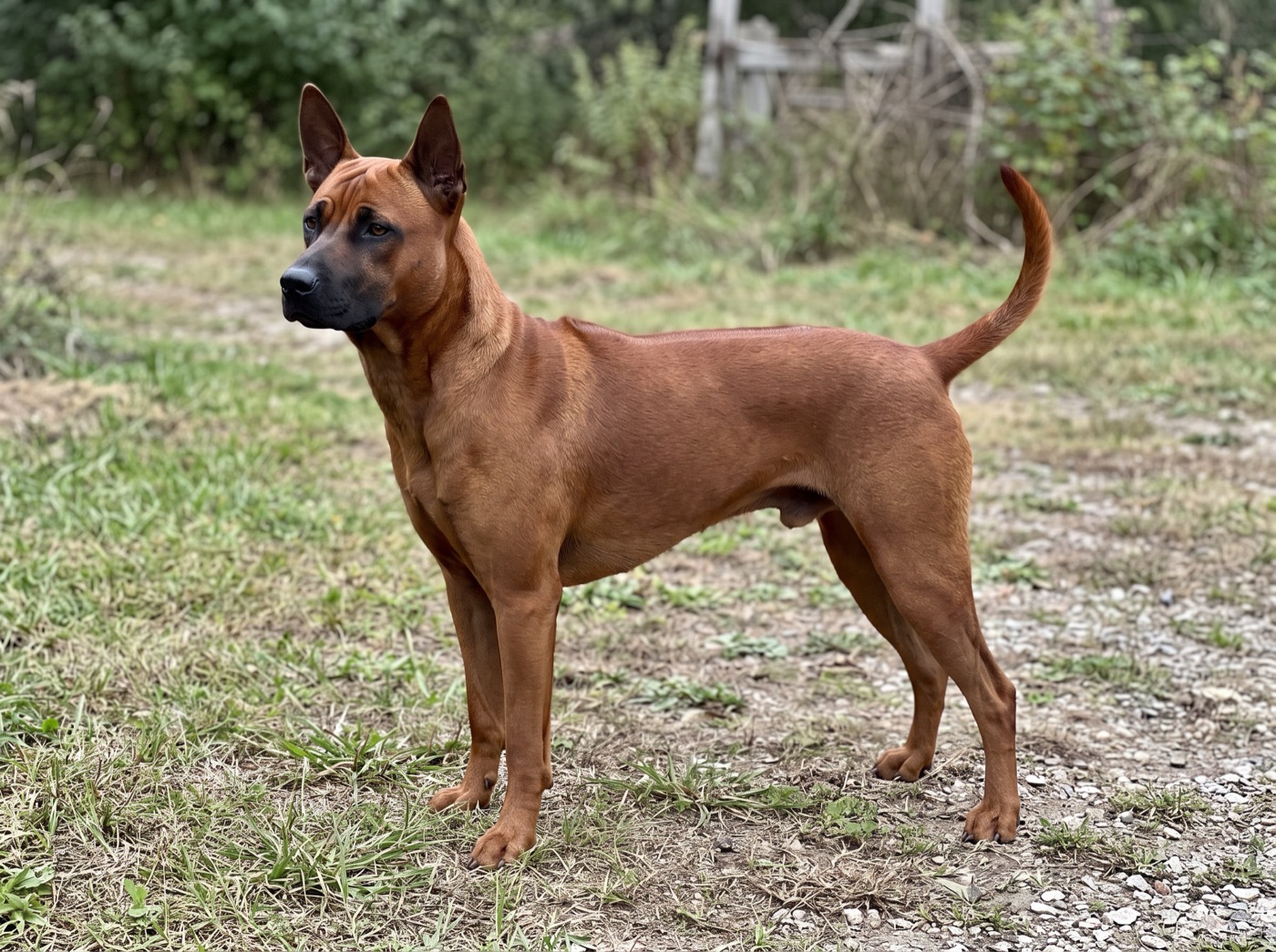 Thai Ridgeback
