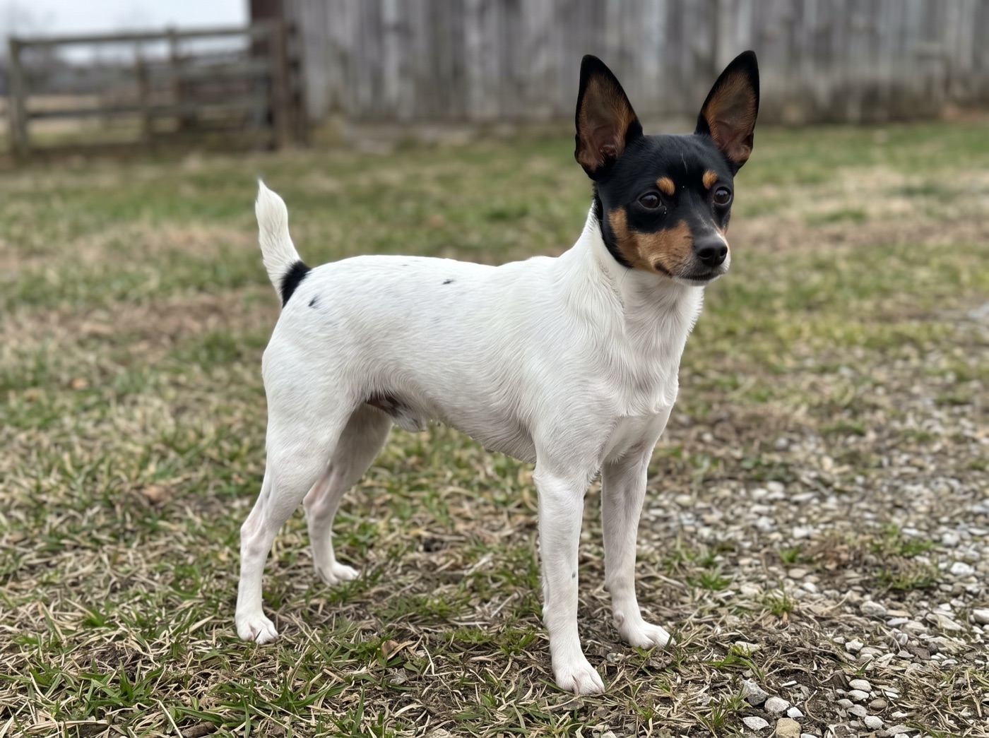 Toy Fox Terrier
