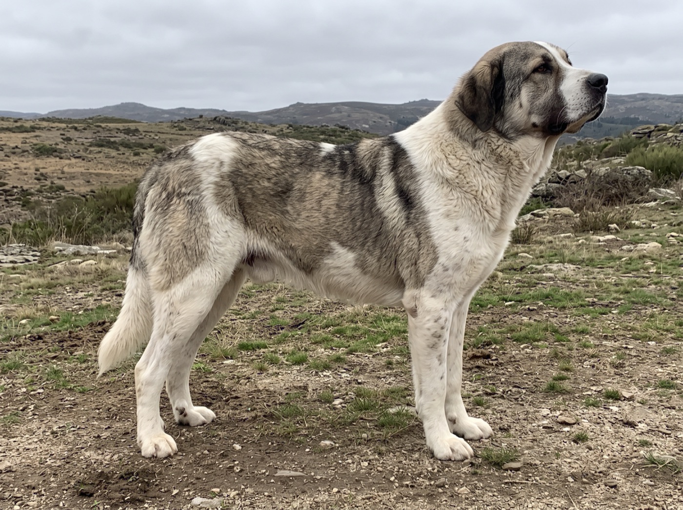 Transmontano Mastiff
