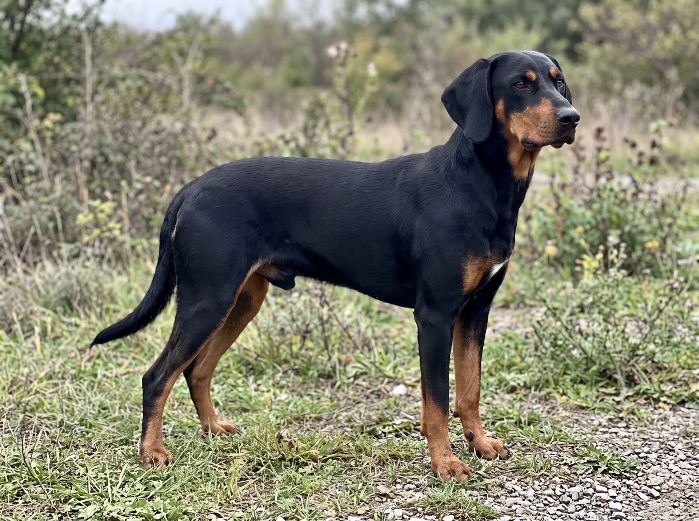 Transylvanian Hound