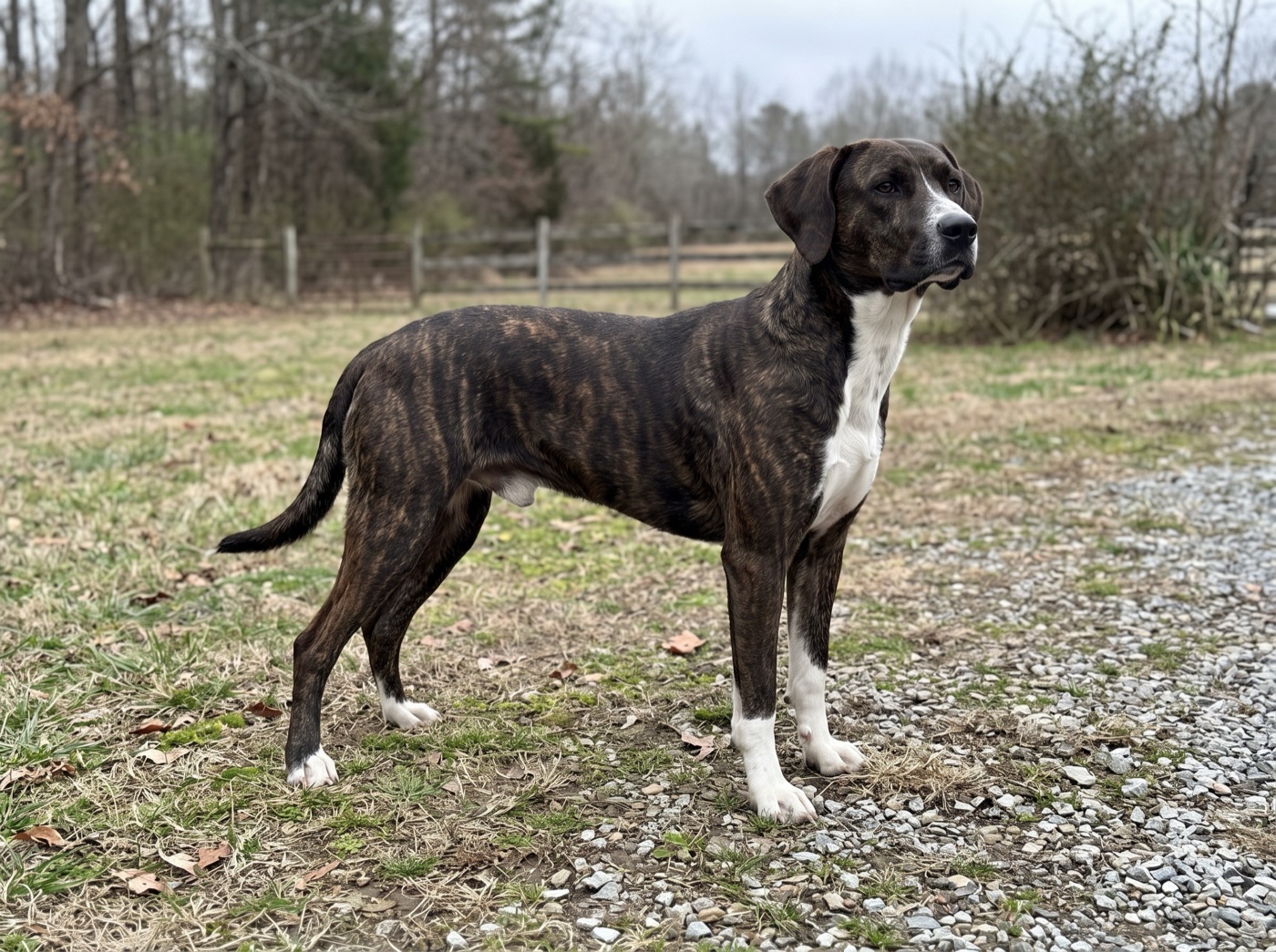 Treeing Cur