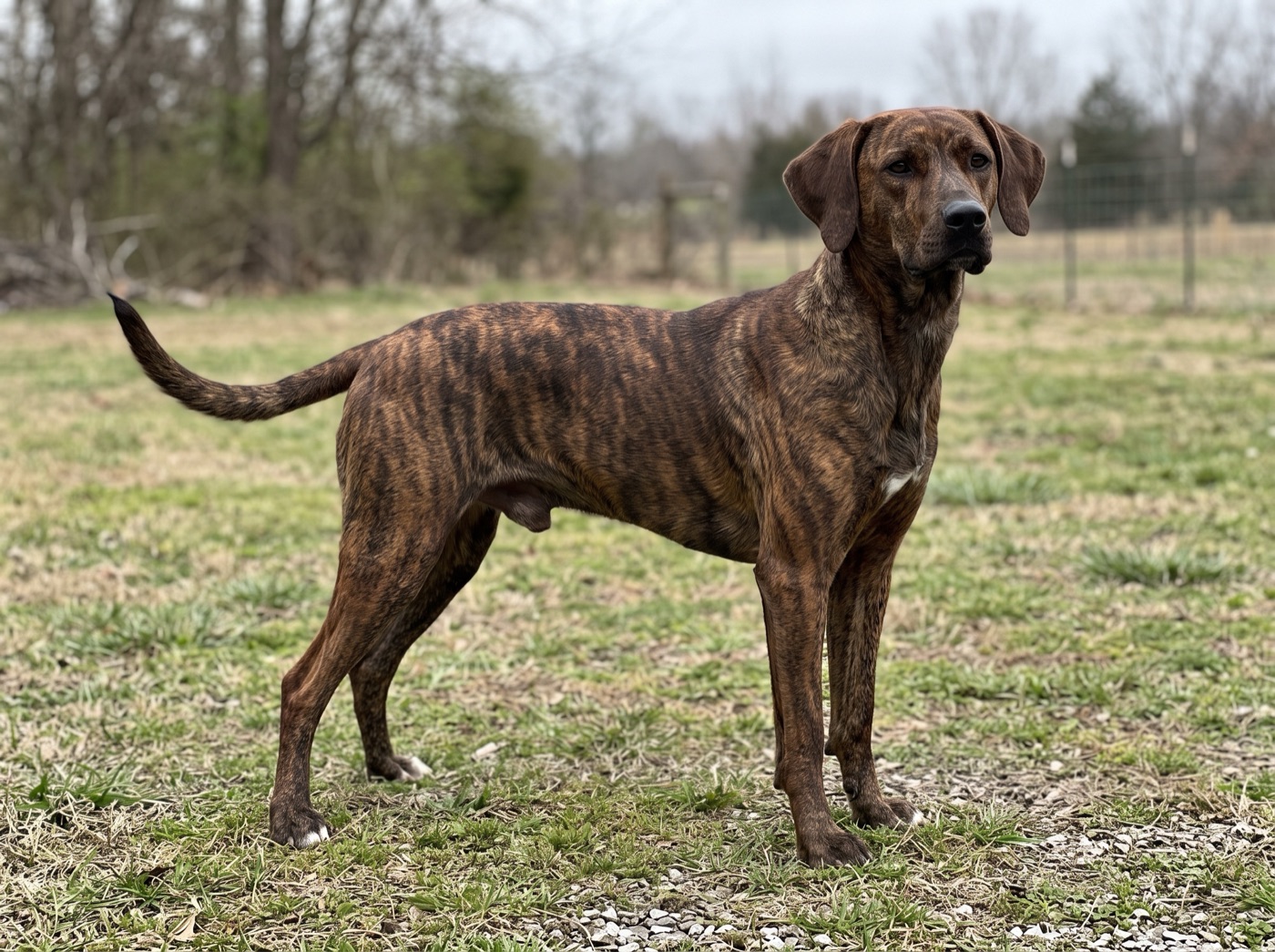Treeing Tennessee Brindle