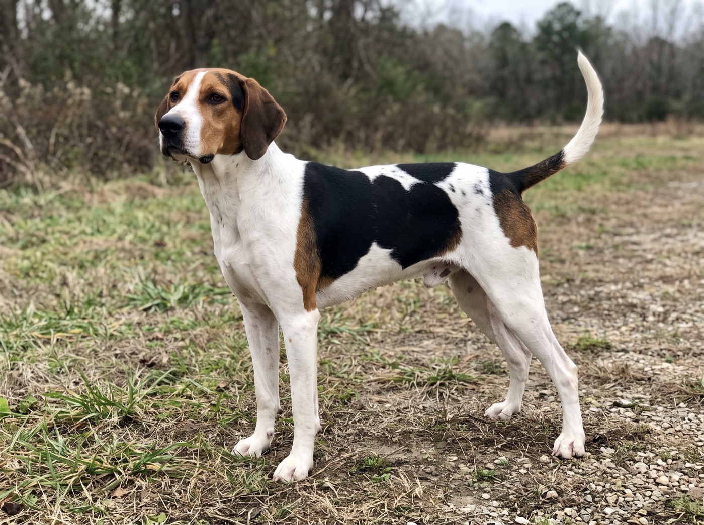 Treeing Walker Coonhound